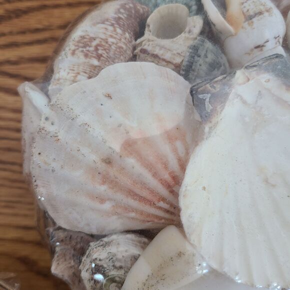 Seashells Basket - Mixed Assortment Sea Shells - Decor Or Crafting - Set of Two - Picture 9 of 10
